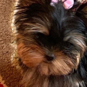 Meet your Posher, Richard